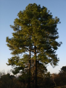 Pinos en Huiramba, Michoacán.